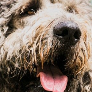 Meet your Posher, Doug